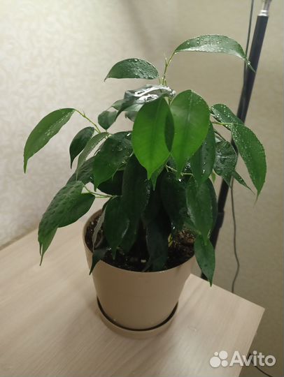 Комнатные растения цветы