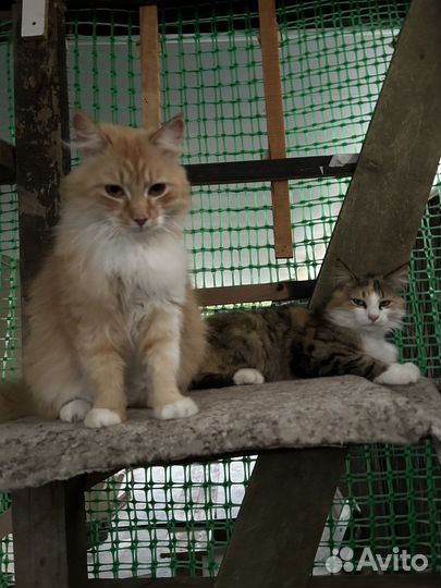 Кошка в дар