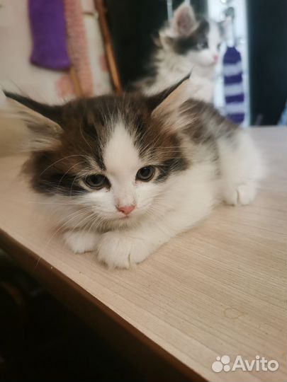 Котята пушистые