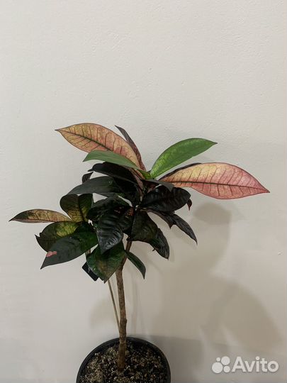 Кодиеум кротон