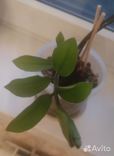 Замиокулькас