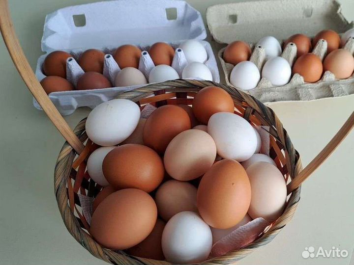 Домашние куриные яйца