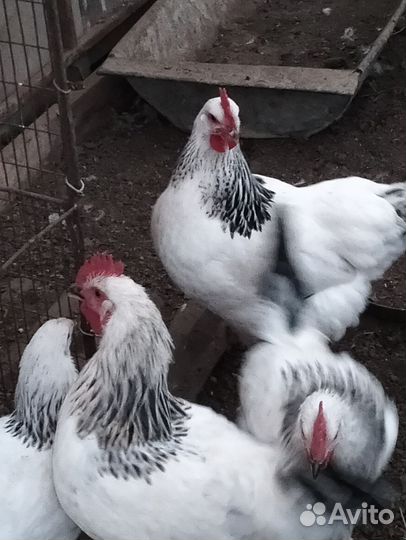 Куры петухи