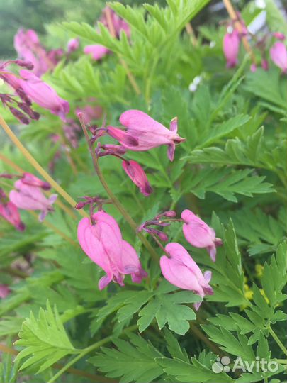 Дицетра(карликовое Разбитое сердце), Спирея