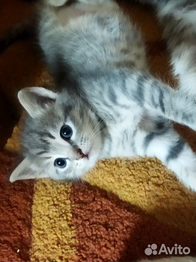 Британская кошка