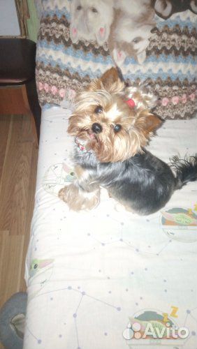 Йоркширский терьер