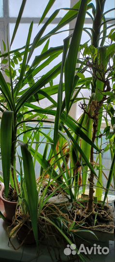 Комнатные цветы