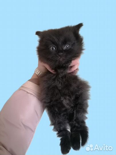 Котёнок ищет дом