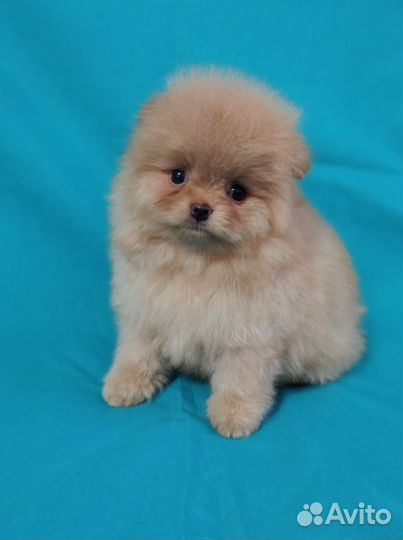 Щенки шпица