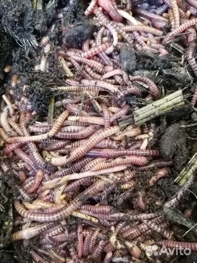 Черви навозные