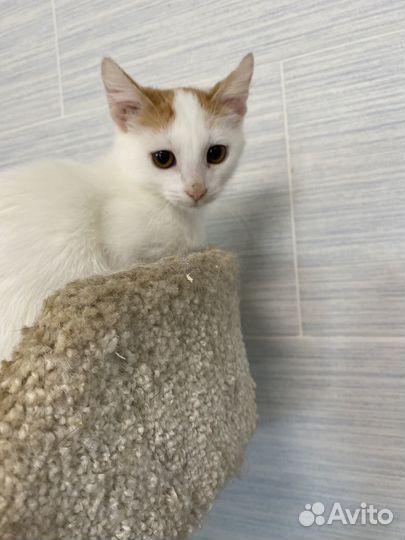 Милый котик