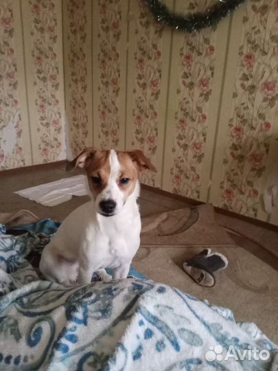 Джек Рассел терьер девочка