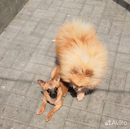 Мальчишка в добрые руки