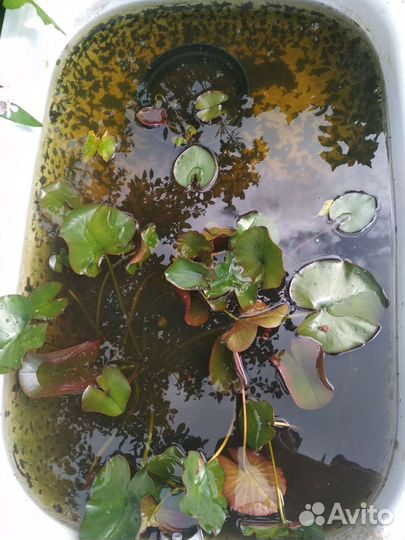 Нимфея белая