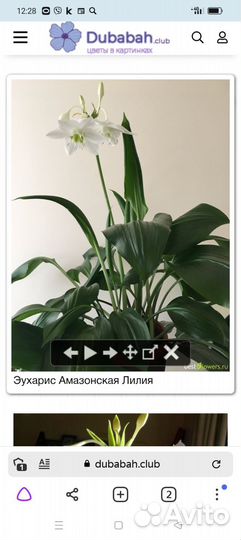 Комнатные цветы