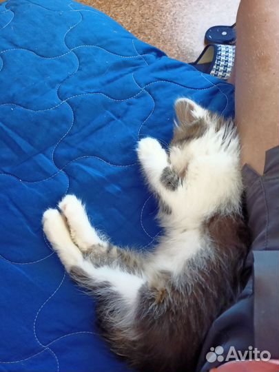 Отдам котенка