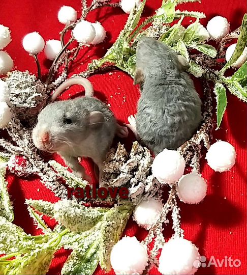 Крысята дамбо малыши