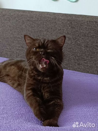 Шотландский кот вязка