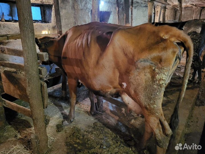 Коровы и быки