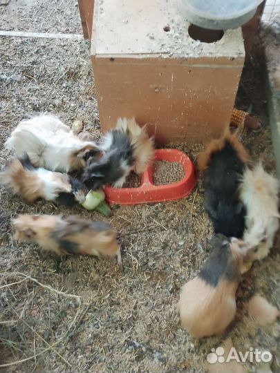 Морская свинка