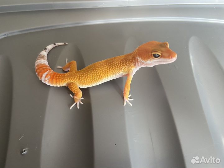 Леопардовый геккон эублефар