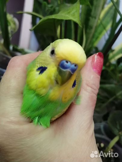 Волнистый попугайчик Радужный