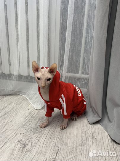 Донской сфинкс вязка