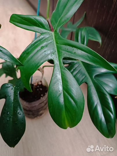 Цветы разные(часть 6)