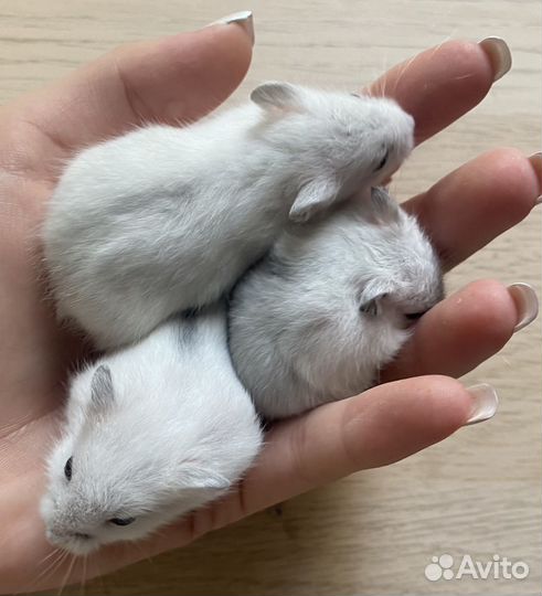 Джунгарский хомяк маленький