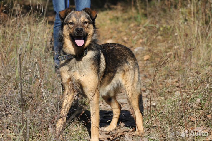 Собака Чивас