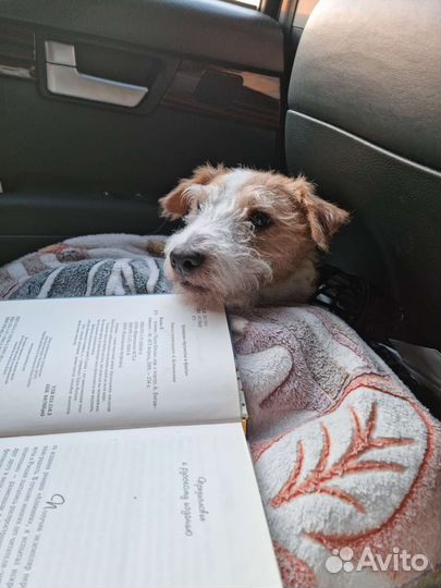 Собака Парсон рассел терьер в добрые руки