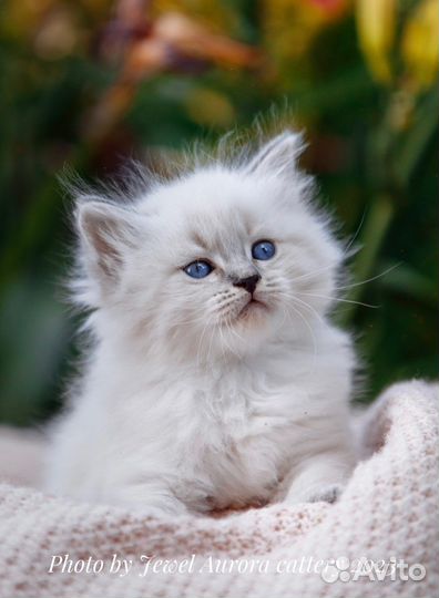 Невские маскарадные котята