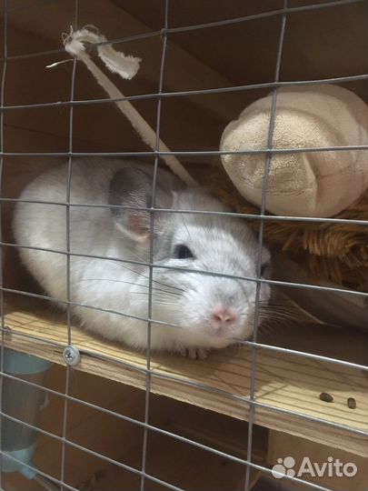 Шиншилла самец