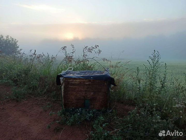 Продам рой лесной с рамками
