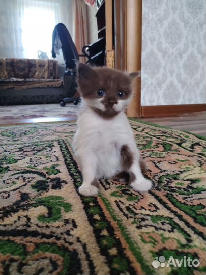 Кошечки пушистики