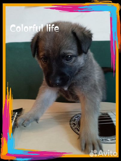 Пристраивается щенок мальчик, кличка Сириус. 1 мес