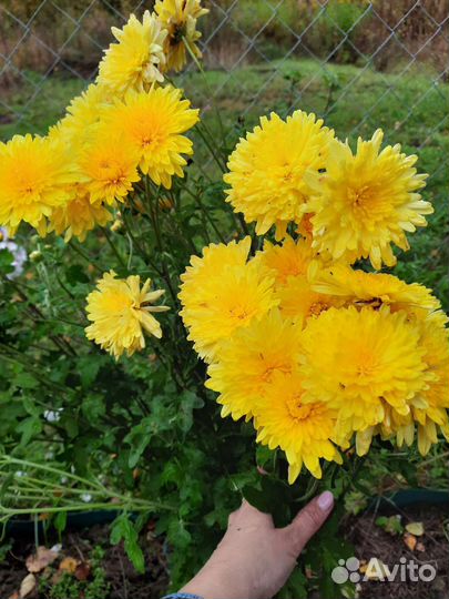 Хризантема