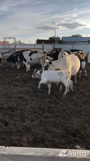 Продажа крс