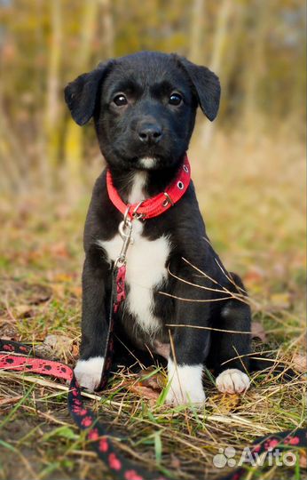 Щенок в добрые руки