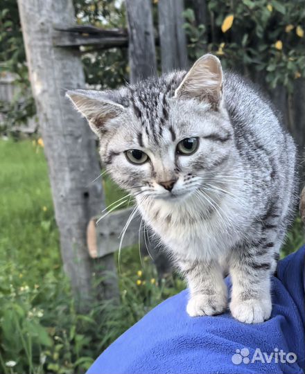 Ваш будущий друг