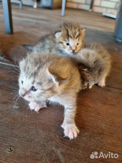 Котята в добрые руки бесплатно коты