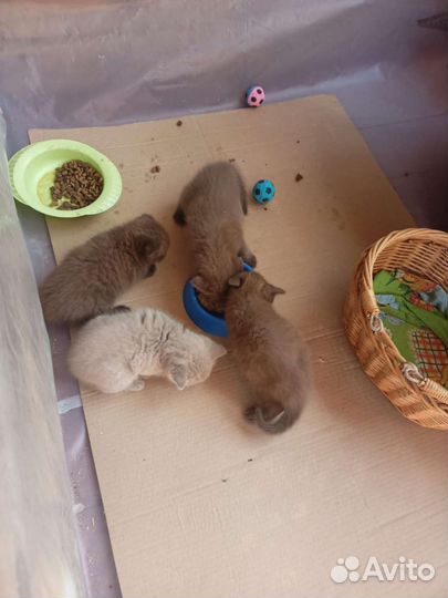 Шотландские вислоухие котята