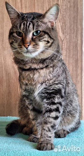 Кот Тихон из приюта