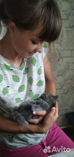 Отдадим котят