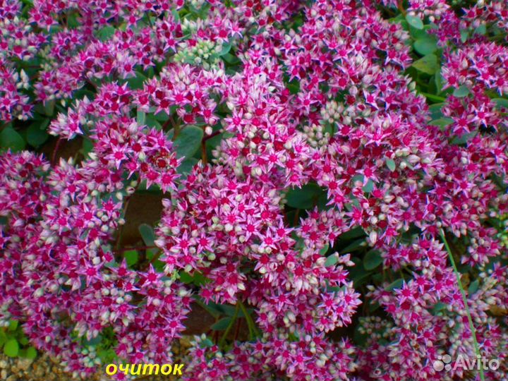 Продажа седума