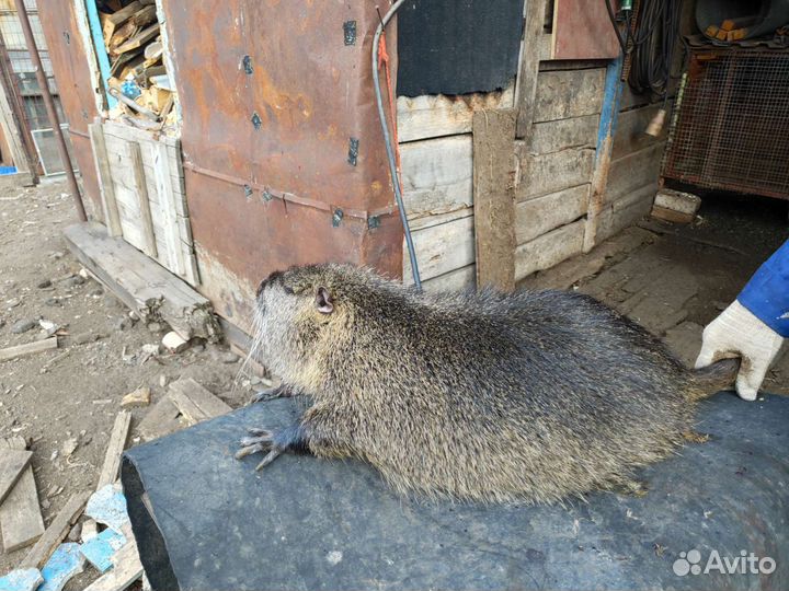 Продажа нутрии