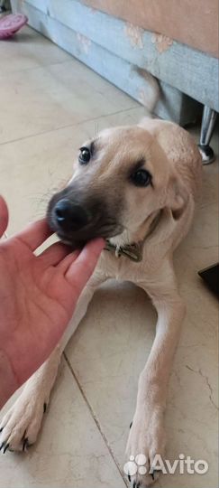 Мальчик ищет дом