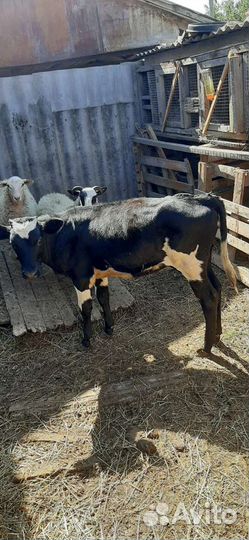 Тёлочка 6 мес