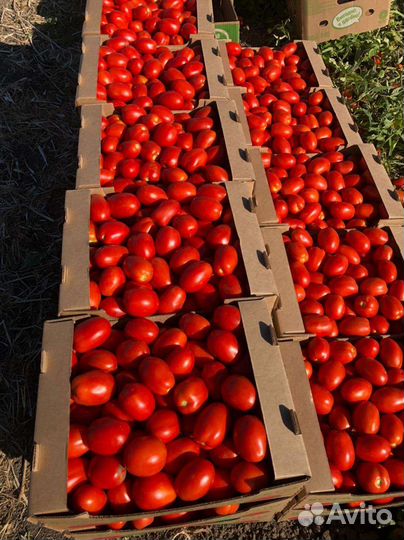 Помидоры