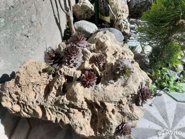 Каменная роза (Молодило)